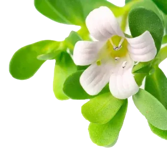Bacopa Monnieri flower, a nootropic ingredient in Mind Lab Pro supporting memory