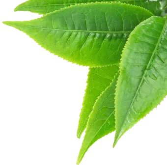 Green tea leaves, the natural source of L-Theanine used in Mind Lab Pro for calm focus