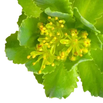 Rhodiola Rosea flower, an adaptogen ingredient supporting mental energy in Mind Lab Pro