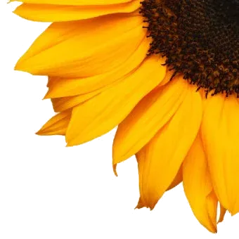 Sunflower lecithin, a natural source of Phosphatidylserine used in Mind Lab Pro